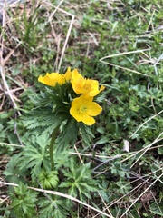 Anemonastrum speciosum