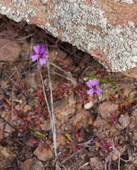 Chorizanthe polygonoides longispina