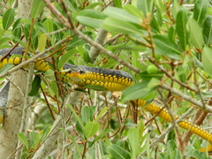Chironius carinatus