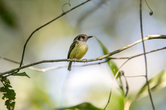 Myiornis auricularis