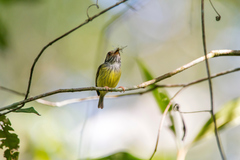 Myiornis auricularis