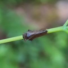 Bathysmatophorinae