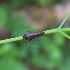 Bathysmatophorinae