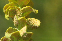 Aecidium euphorbiae