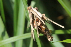 Canephora hirsuta