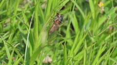 Cicadetta montana