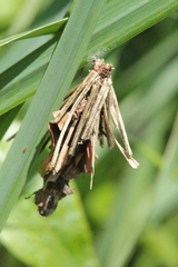 Canephora hirsuta