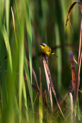 Geothlypis velata