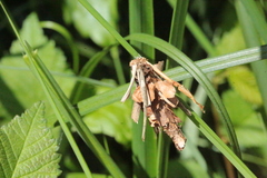 Canephora hirsuta