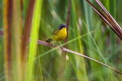Geothlypis velata