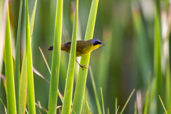Geothlypis velata