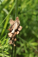 Canephora hirsuta