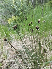 Schoenus nigricans