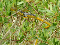 Chironius carinatus