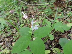 Scutellaria serrata