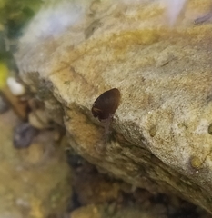 Ancylus fluviatilis