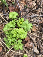 Trollius ranunculinus