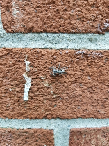 photo of Tan Jumping Spider (Platycryptus undatus)