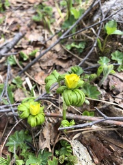 Trollius ranunculinus