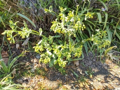 Senecio vulgaris