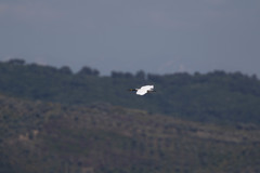 Egretta garzetta