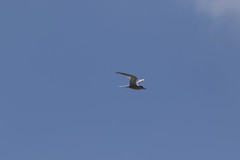 Sterna hirundo