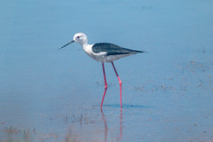 Himantopus himantopus