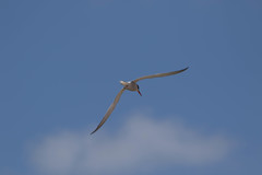 Sterna hirundo