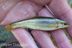 Campostoma oligolepis