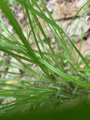 Carex jamesii