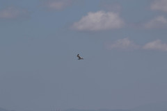 Larus michahellis