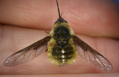 Bombylius mexicanus