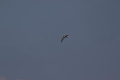 Sterna hirundo