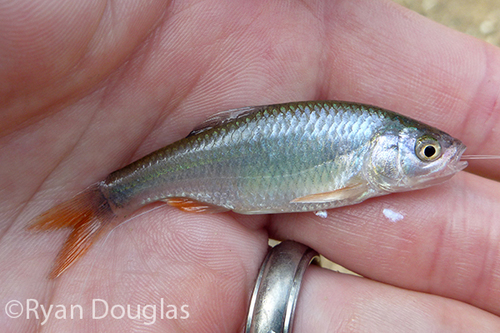 Red Shiner (SD Fish Passage Guide ) · iNaturalist