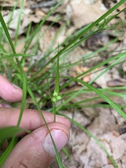 Carex jamesii