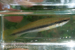Fundulus olivaceus