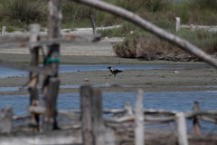 Corvus cornix