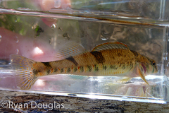 Missouri Saddled Darter photo 1