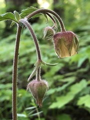 Geum rivale
