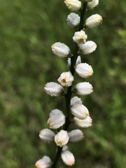 Aletris obovata
