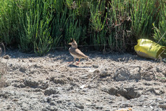 Galerida cristata