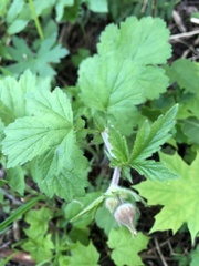 Geum rivale