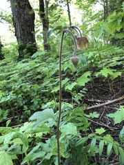 Geum rivale