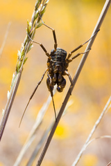 Protolophus