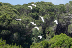 Egretta garzetta