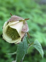 Geum rivale