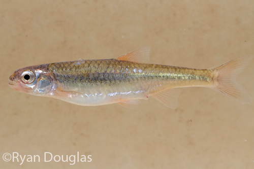 Ozark Minnow