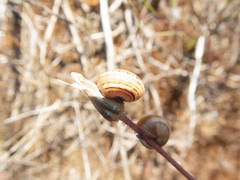 Theba pisana
