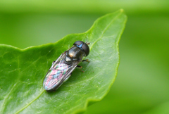 Eumerus argyropus