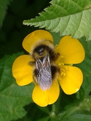 Bombus flavidus flavidus
